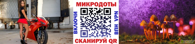 Галлюциногенные грибы Psilocybe Салехард